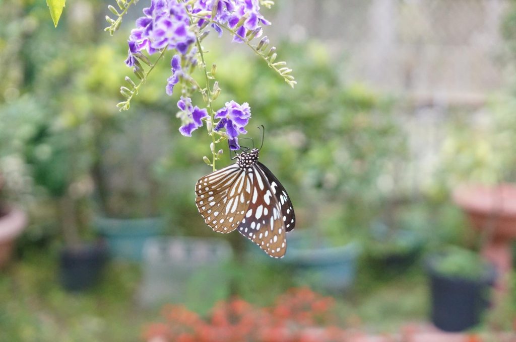e-mount3