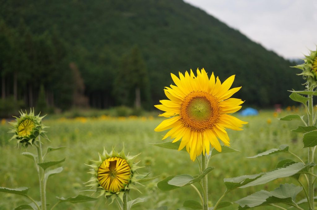 e-mount6