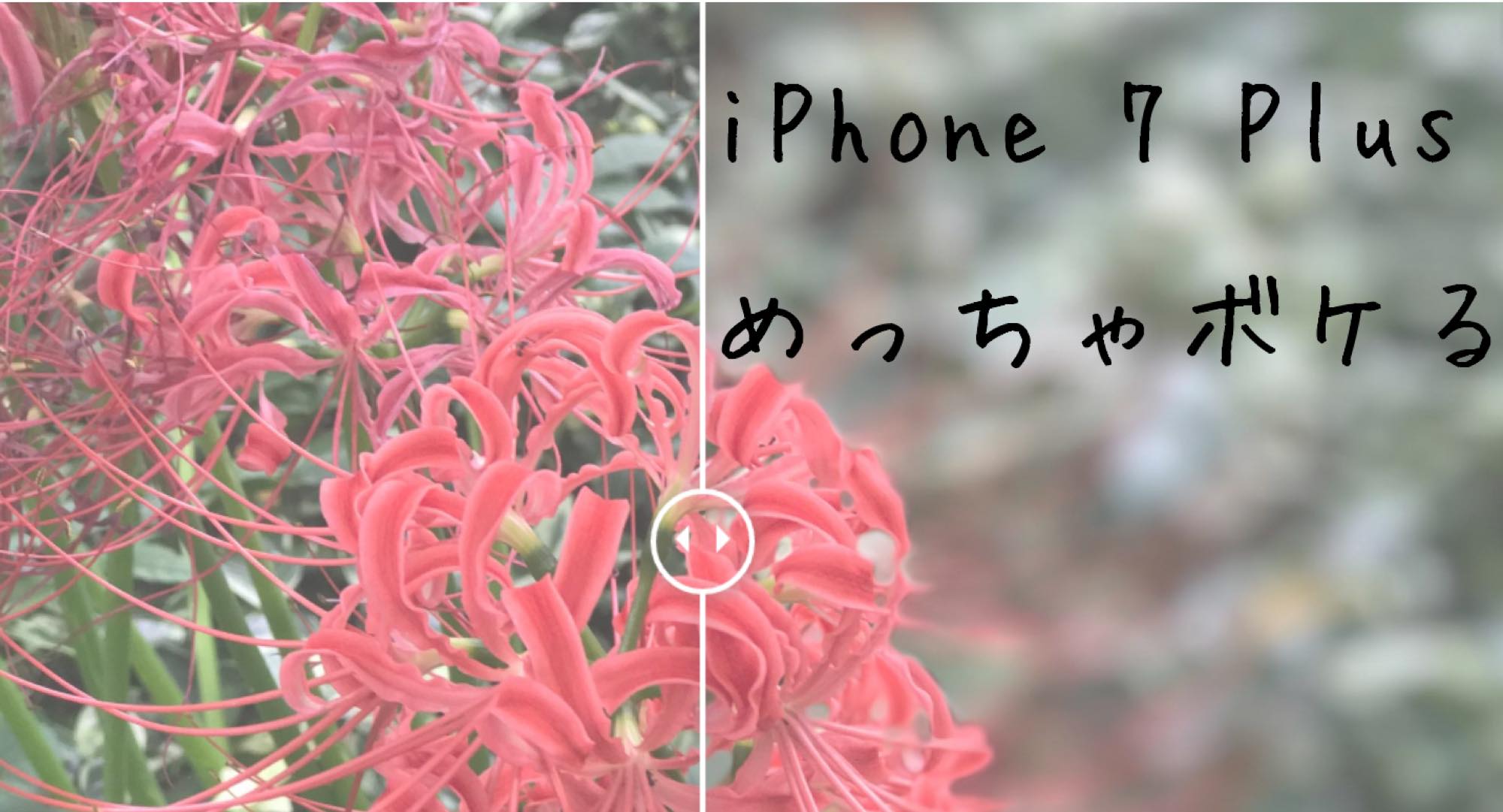 iphone7plus-depth-of-field23